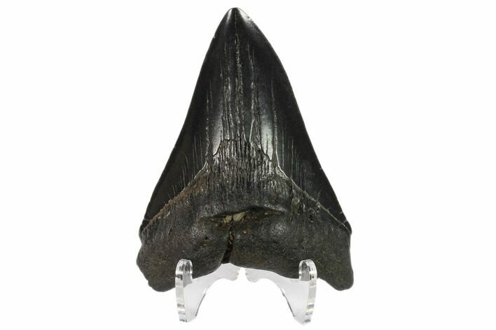 3.96" Fossil Megalodon Tooth - South Carolina